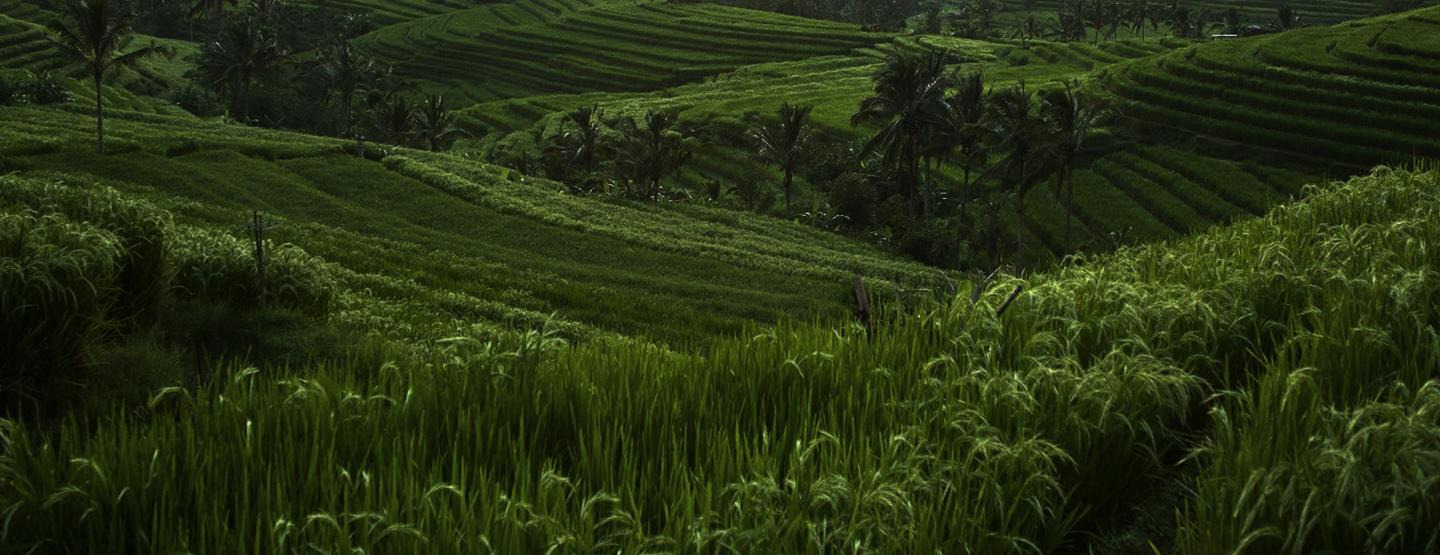 Äventyrsresa: Aktiv semester på vackra Bali [TAC+]