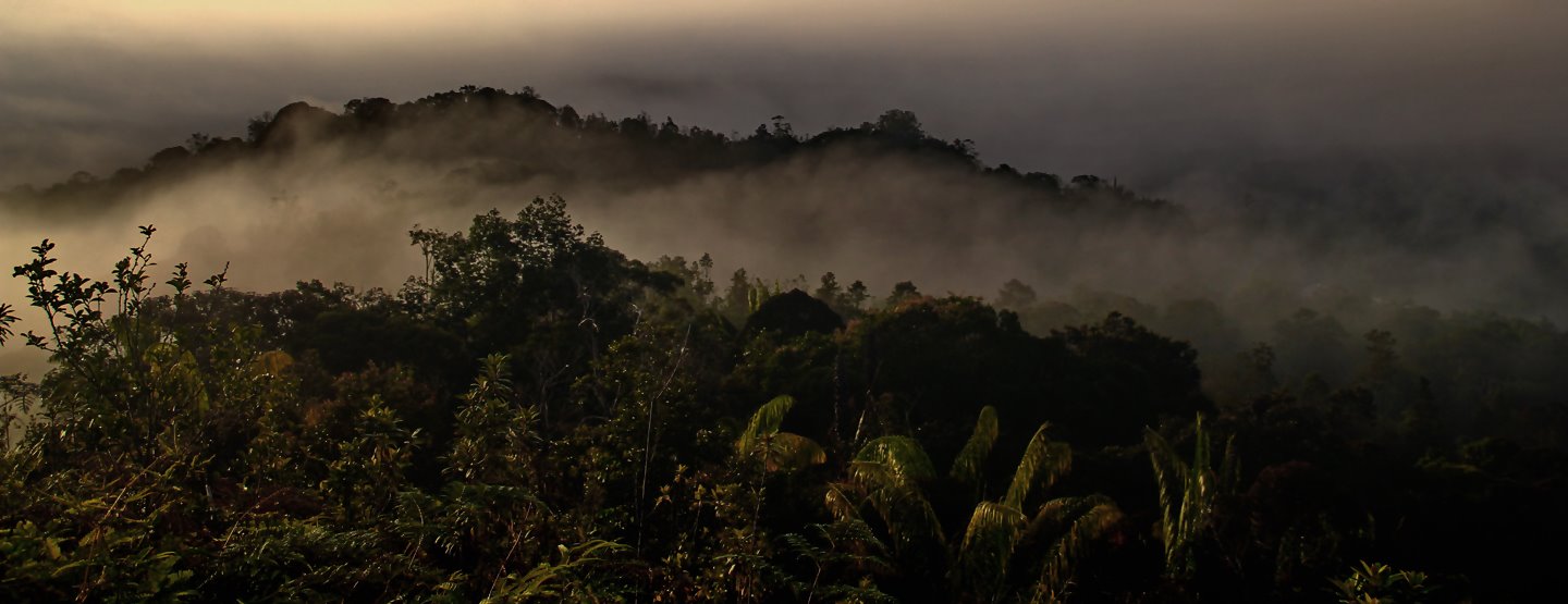 Familjeresa:  Äventyr på spännande Borneo [TAC+]
