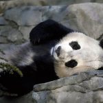 Chengdu