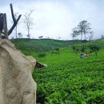 Bandarawela