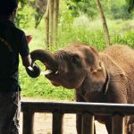 Udawalawe Elephant Transit Home