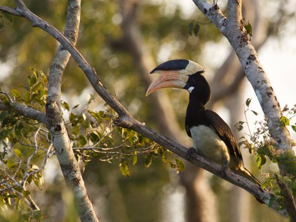 Yala nationalpark