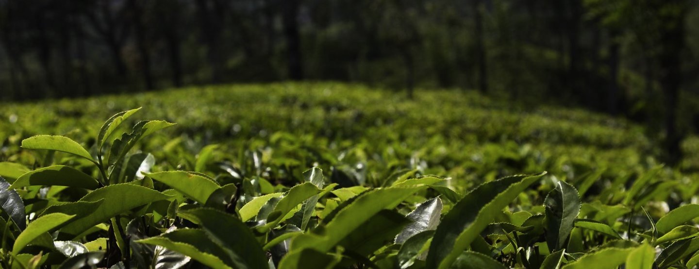Äventyrsresa: Centrala och södra Sri Lanka [TAC+]