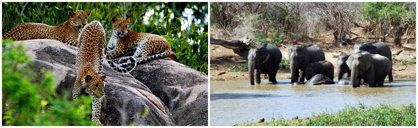 rundresor-srilanka-yala