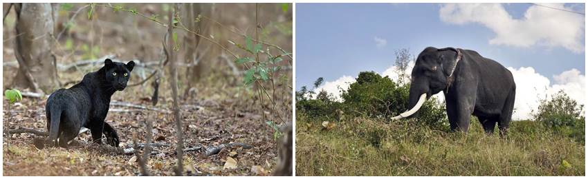 safari-indien-Mudumalai