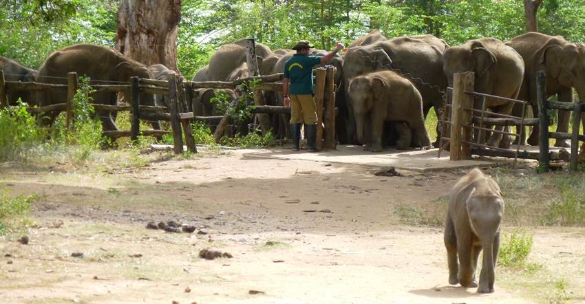 udawalawe-elephant-transit-home