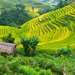 Mai Chau