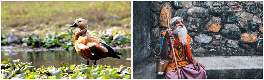 nepal-naturresa-chitwan