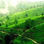 Bandarawela
