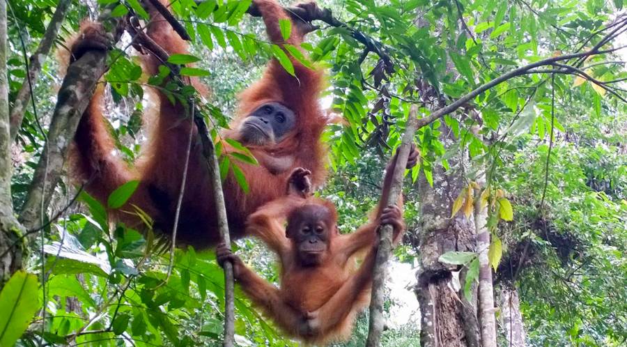 borneo-orangutanger