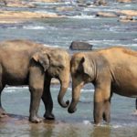 Udawalawe Nationalpark