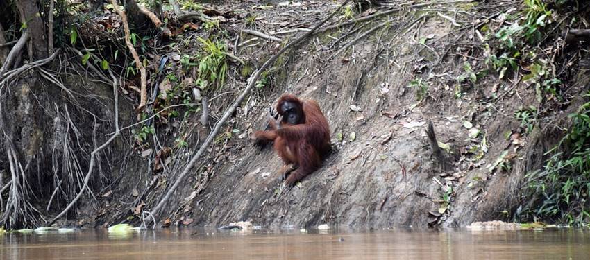 orangutang-borneo